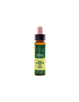 White pine - flower elixir for feelings of guilt - Drops according to the method of Dr. Bach, 10 ml - Nutra Best Europe