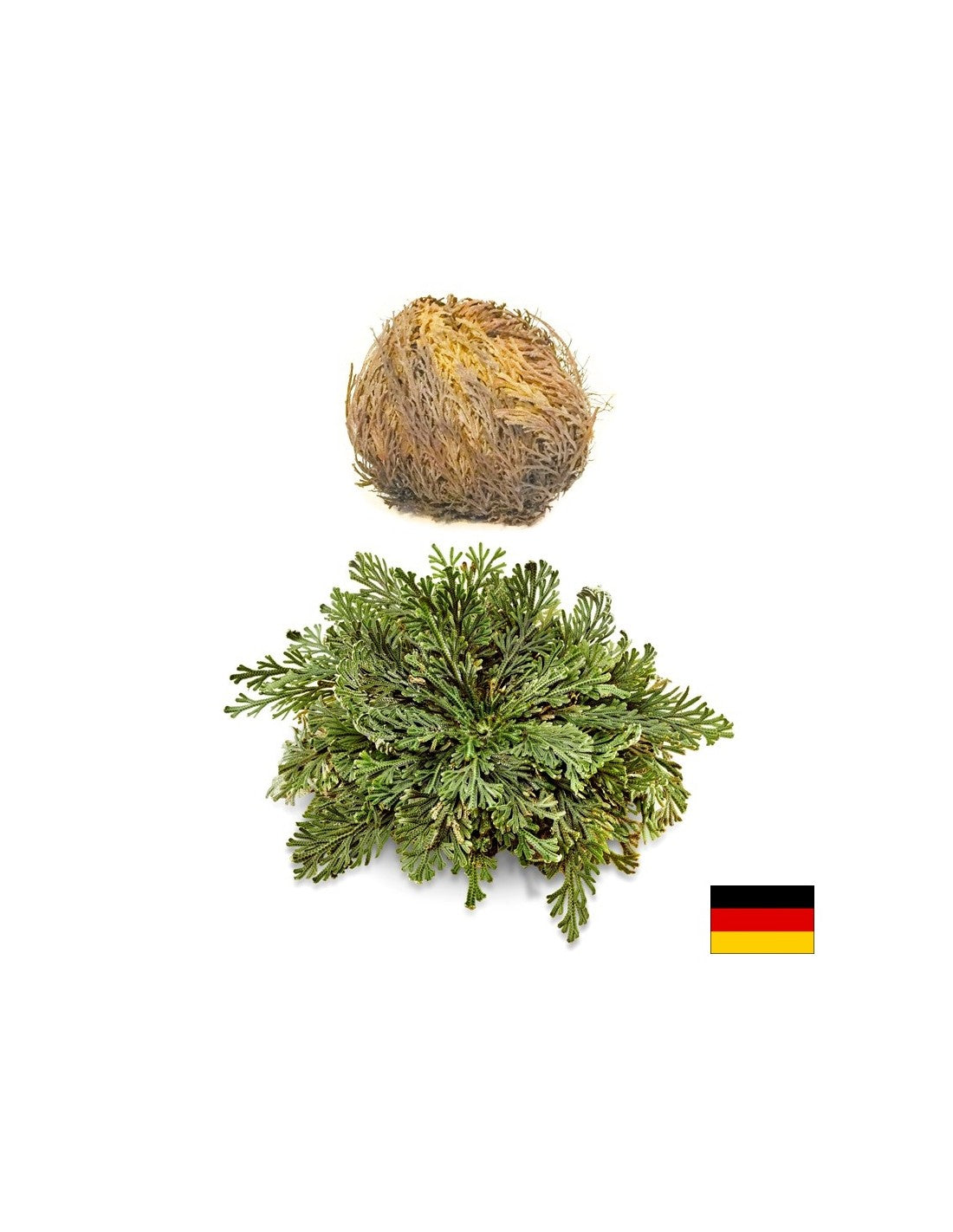 Rose of Jericho, 1 pc x 100 g - Nutra Best Europe
