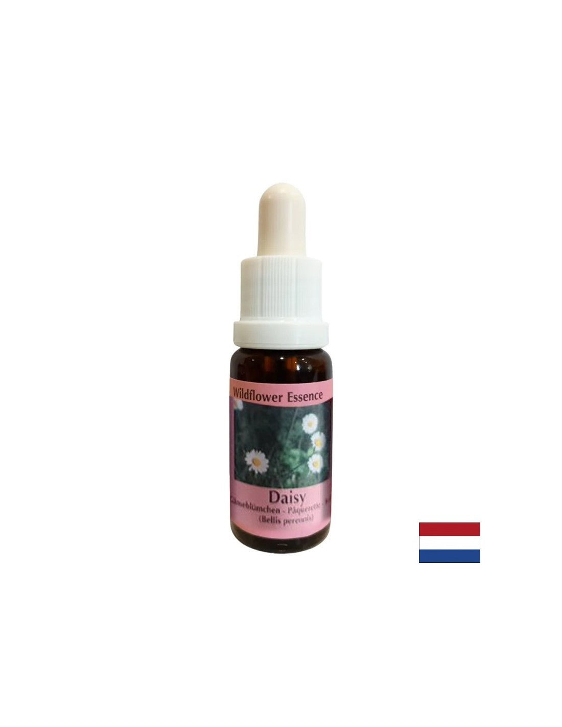 Increases memory and learning capacity - Common Daisy Essence No. 26, drops 15 ml - Nutra Best Europe